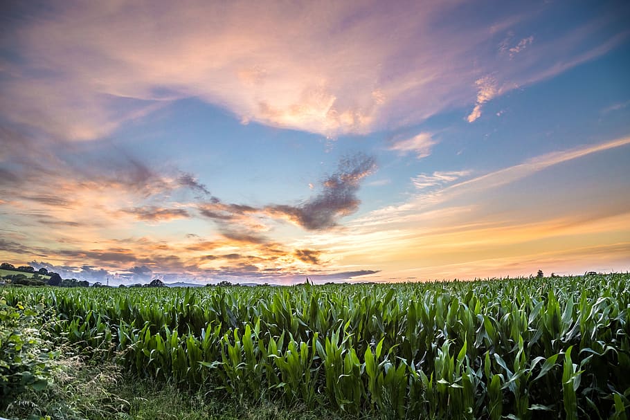 sunset, hdr, field, maize, sky, agriculture, crop, landscape, HD wallpaper