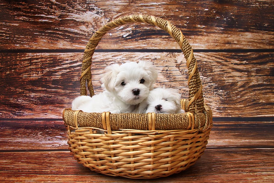 Two White Puppies on Brown Wicker Basket, adorable, animal, baby
