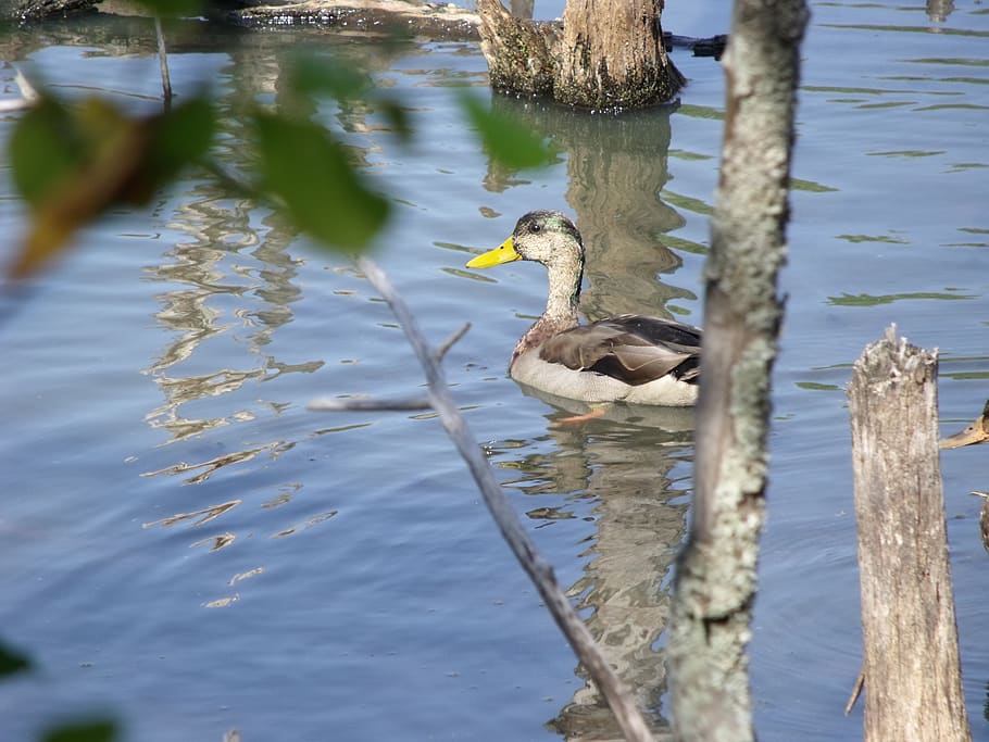 duck, pond, river, plumage, nature, water, pen, poultry, animal HD wallpaper