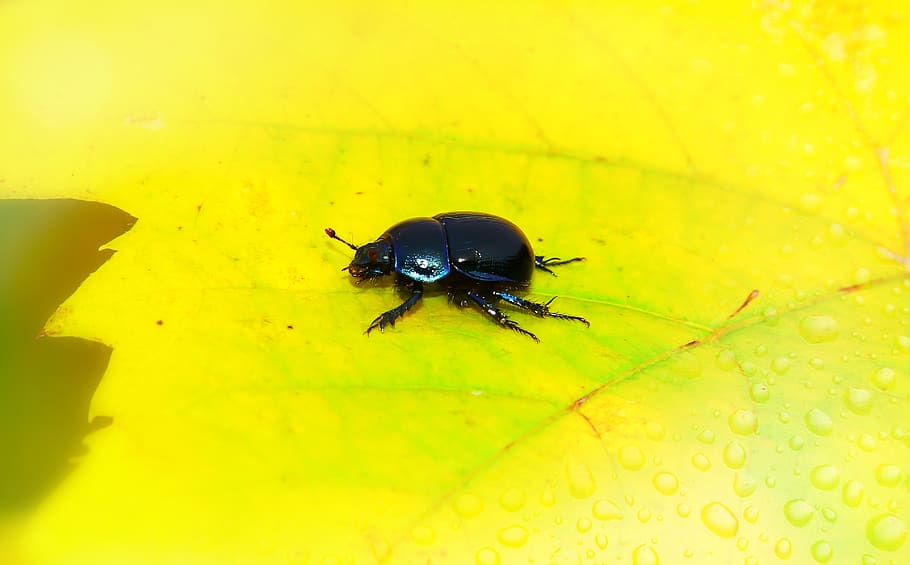 forest beetle, the beetle, leaf, drops, rain, animals, nature, HD wallpaper