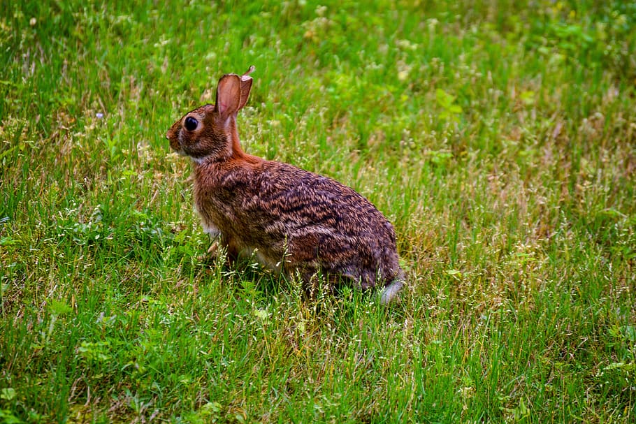 rabbit, nature, animal, hare, bunny, ears, fur, cute, wildlife HD wallpaper