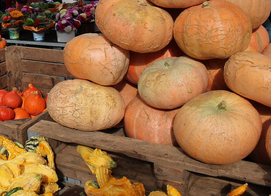 vegetables, pumpkin, autumn, halloween, food, harvest, decoration, HD wallpaper