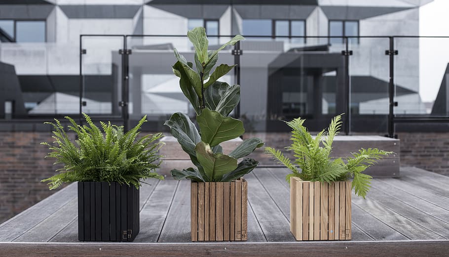 green-leafed potted plants, no people, growth, architecture, nature HD wallpaper