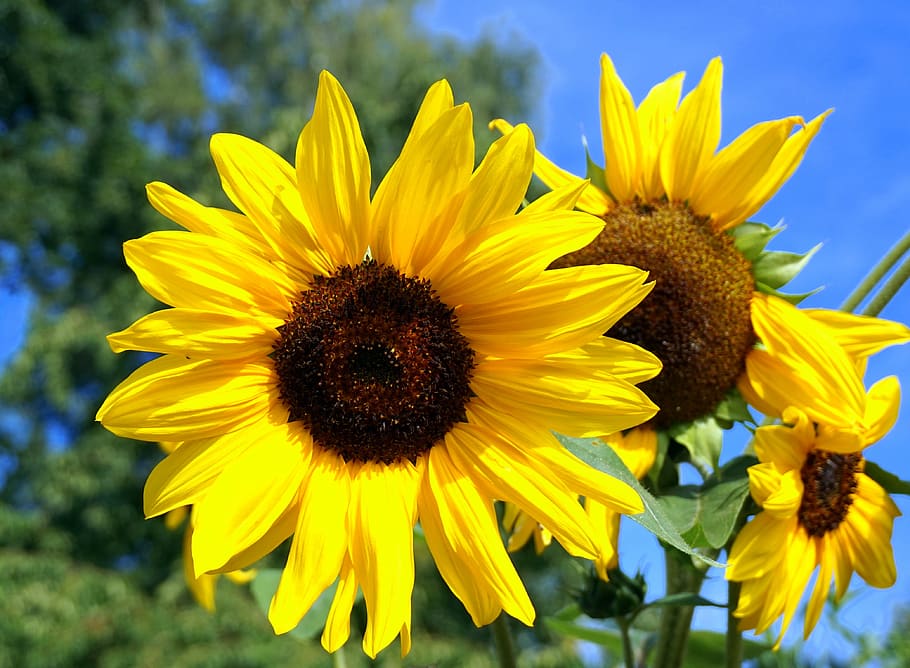 sun flower, yellow, blossom, bloom, nature, flowering plant HD wallpaper