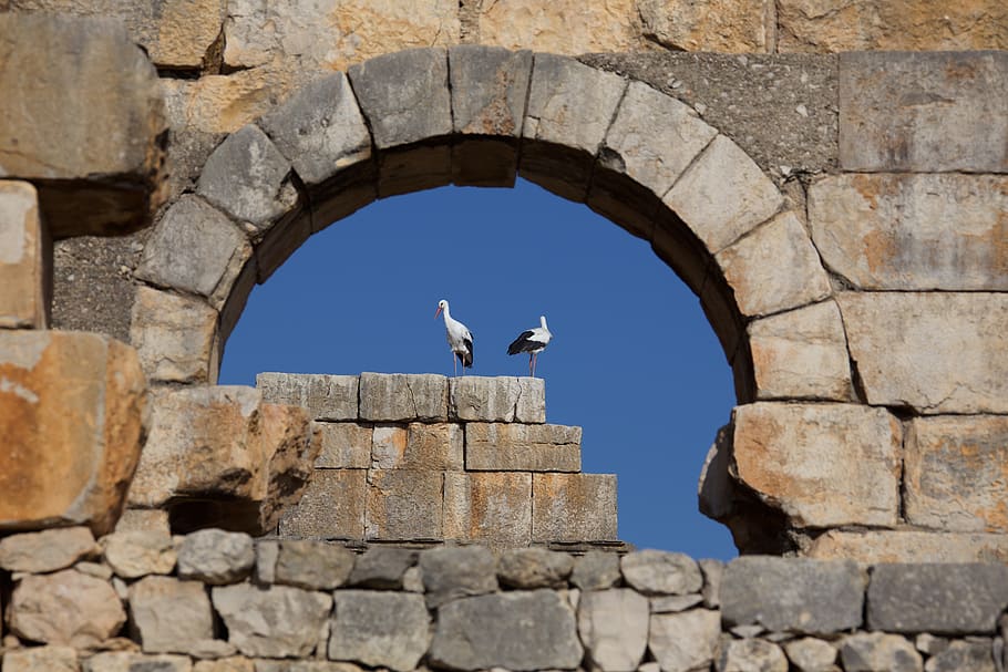 stone, wall, architecture, old, antiquity, storks, volubilis HD wallpaper