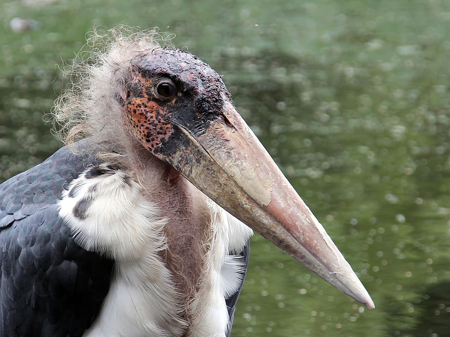 handsome bird, animal, vertebrate, animal themes, beak, animals in the wild HD wallpaper