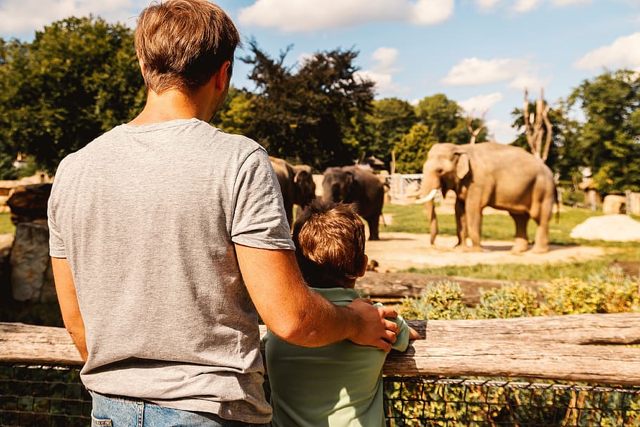 Father and son looking on the elephant at zoo, mammal, men, domestic animals HD wallpaper