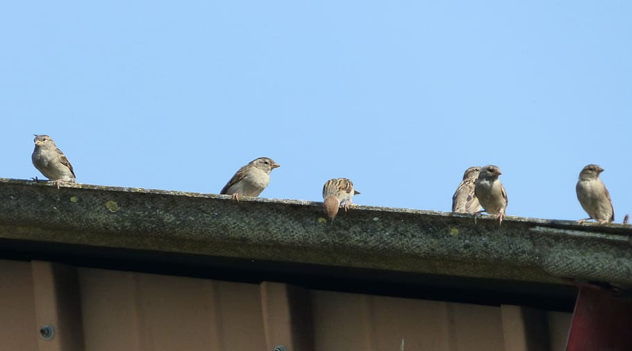 sparrows, gutter, sky, birds, wings, feathers, beak, animal wildlife HD wallpaper