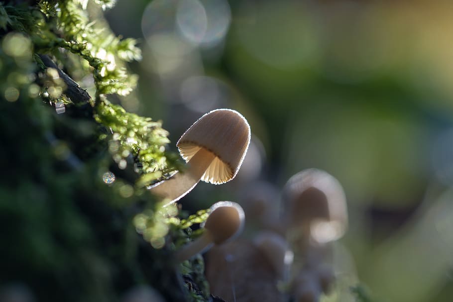 mushroom, autumn, moss, nature, forest, mini mushroom, forest floor, HD wallpaper
