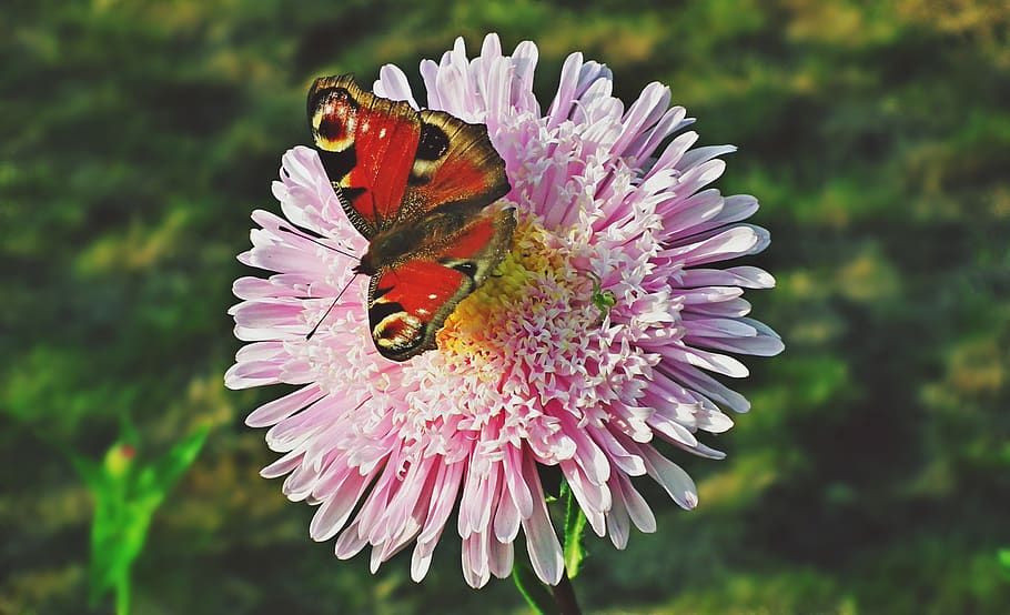 butterfly, insect, flower, wing, summer, nature, macro, colored HD wallpaper