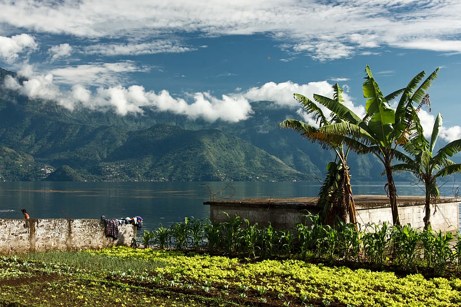 guatemala, san pedro la laguna, plant, cloud - sky, beauty in nature, HD wallpaper
