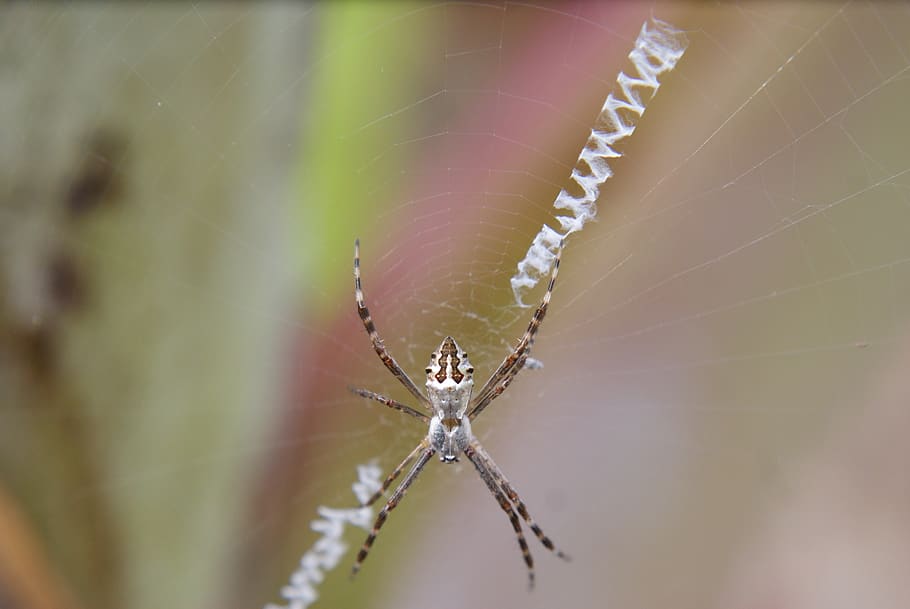 spider, insect, web, arachnid, chilling, nature, garden, predator HD wallpaper