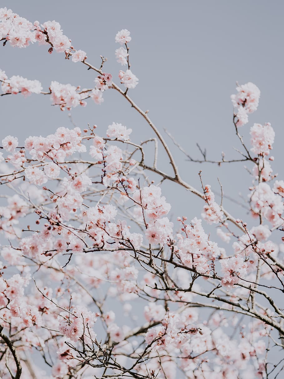 cherry blossom at bloom, flower, flowering plant, fragility, tree HD wallpaper