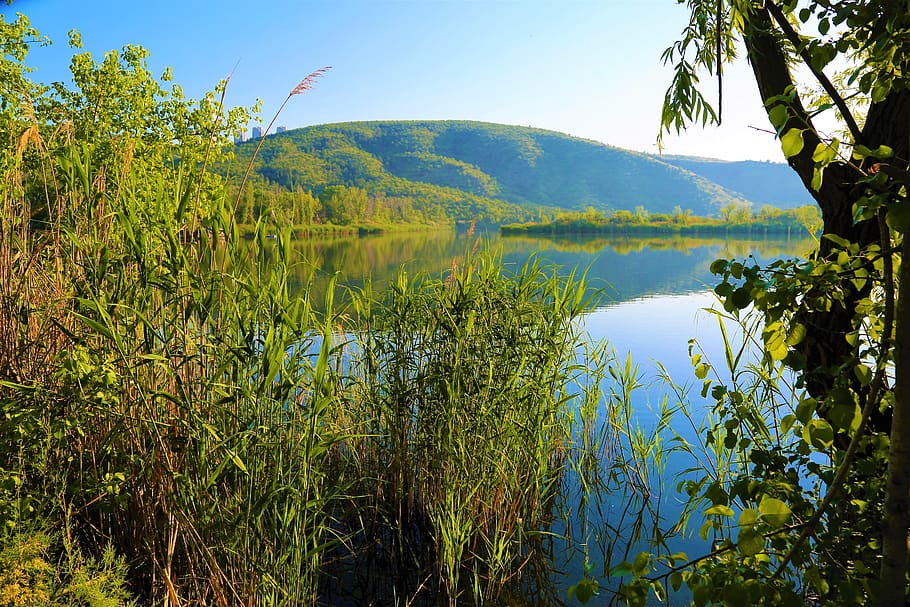 landscape, nature, forest, tree, plant, sky, rural, water, trees HD wallpaper