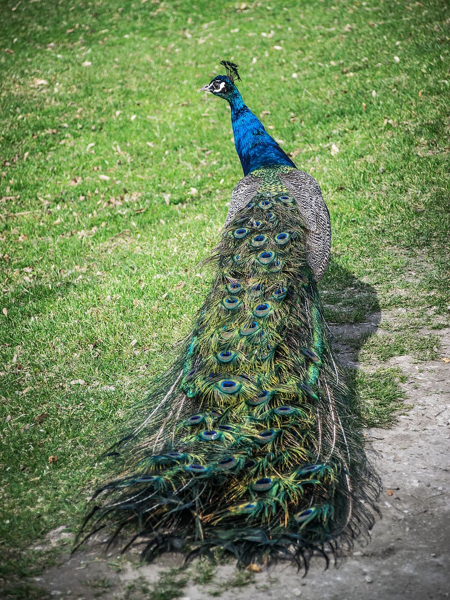 peacock, colored, feather, blue, elegant, beautiful, bird, animal themes HD wallpaper