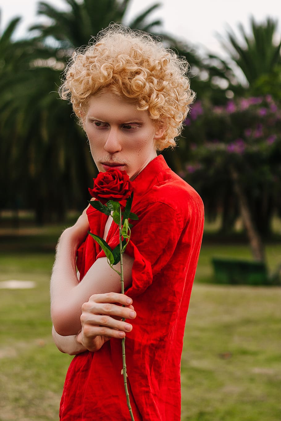 Man Holding Red Rose Flower, albino, blond hair, blurred background, HD wallpaper