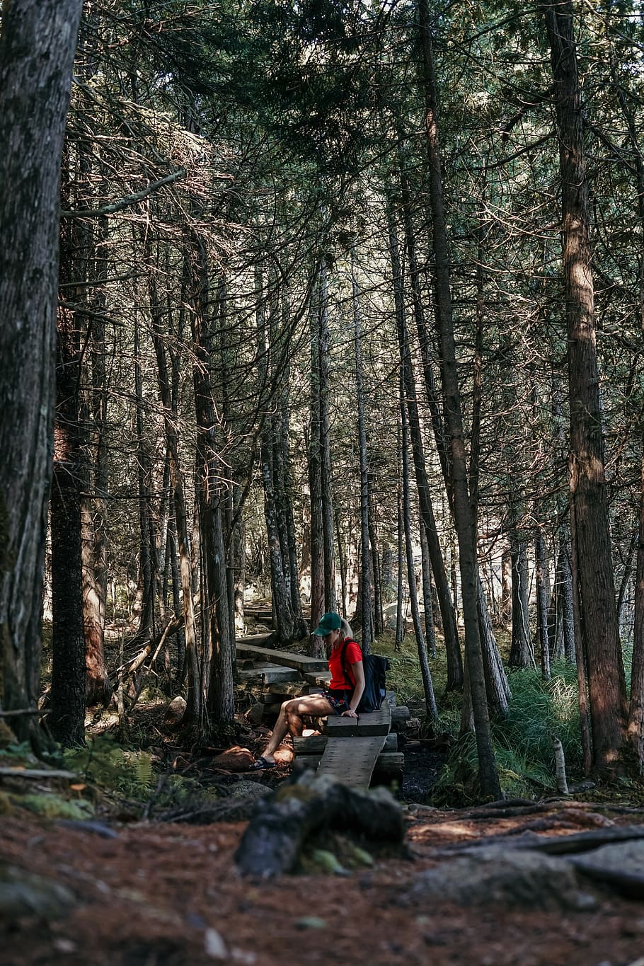 person sitting down between trees, forest, land, plant, tree trunk HD wallpaper