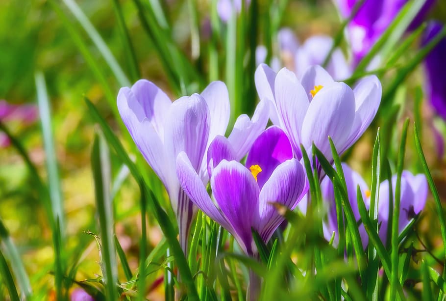 crocus, flower, blossom, bloom, violet, plant, early bloomer HD wallpaper