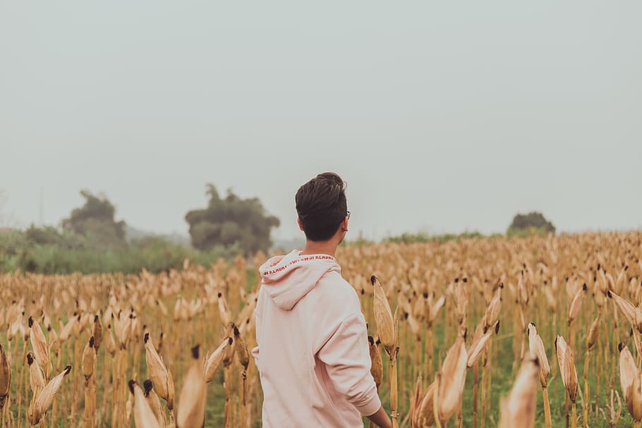 Man in White Hoodie Standing on White Grass Field, corn, cropland HD wallpaper