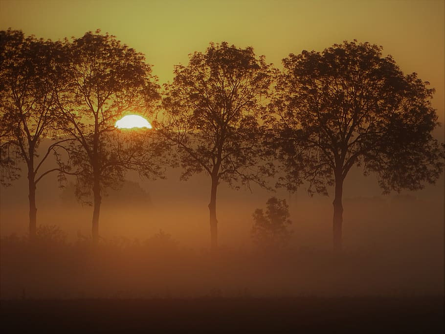morning, forest, sun, landscape, fog, nature, tree, forests HD wallpaper