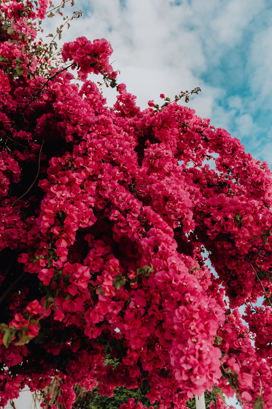 Hd Wallpaper Pink Bougainvillea Flowers Against The Traditional
