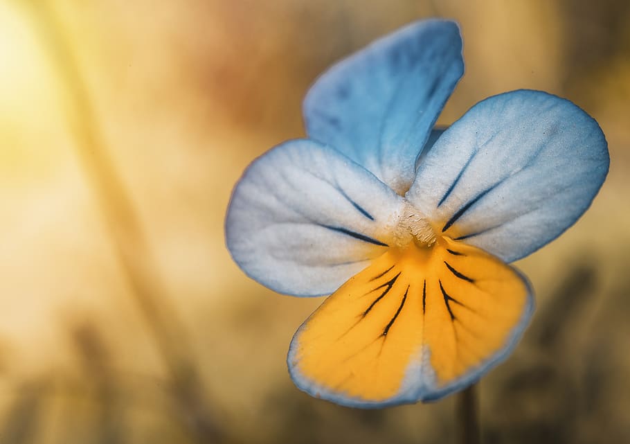 Closeup Photography of Blue and Yellow Pansy Flower, blooming HD wallpaper