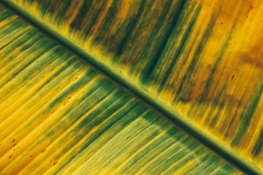 leaf, vazha, green, yellow, full frame, backgrounds, pattern HD wallpaper