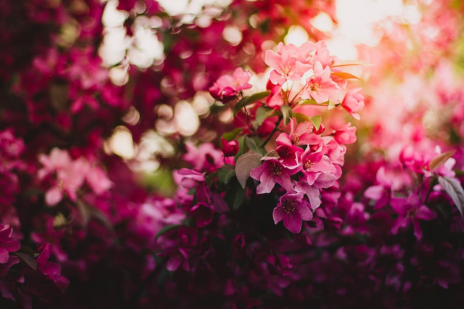 bloom, blossom, flora, flowers, nature, pink, flowering plant HD wallpaper