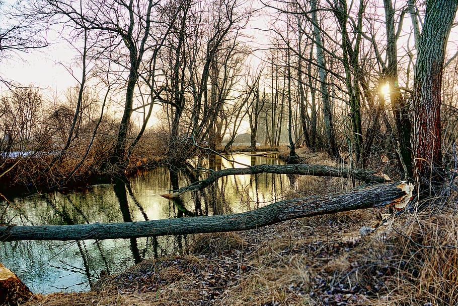 nature, trees, winter, river, landscape, waters, reflection HD wallpaper