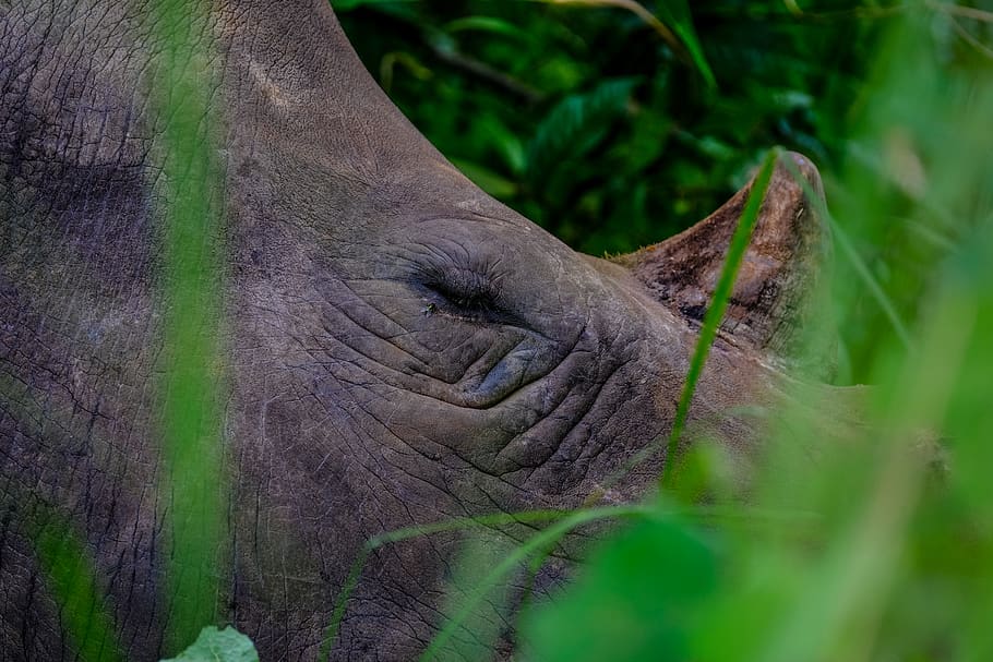 rhino near trees, animal, wildlife, mammal, reptile, lizard, grey HD wallpaper