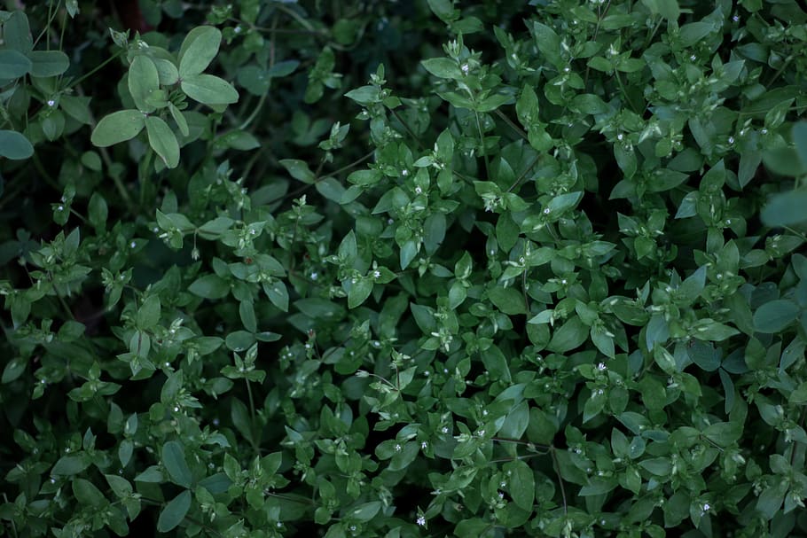 plants, green, leaves, leaf, forest, growing, spring, green color HD wallpaper