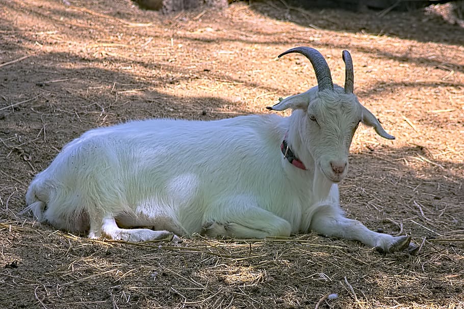 goat, pets, herbivore, white, portrait, animal, animal themes HD wallpaper