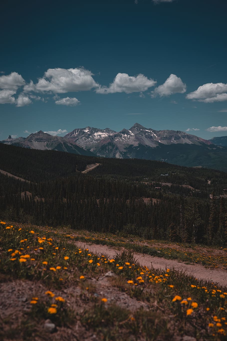 orange flowers on grass field, mountain, trail, ridge, forest HD wallpaper