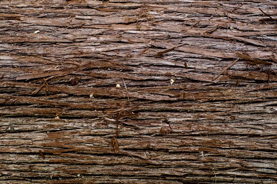 HD wallpaper: wood, rock, plant, tree, texture, tree trunk, pattern, nature  | Wallpaper Flare
