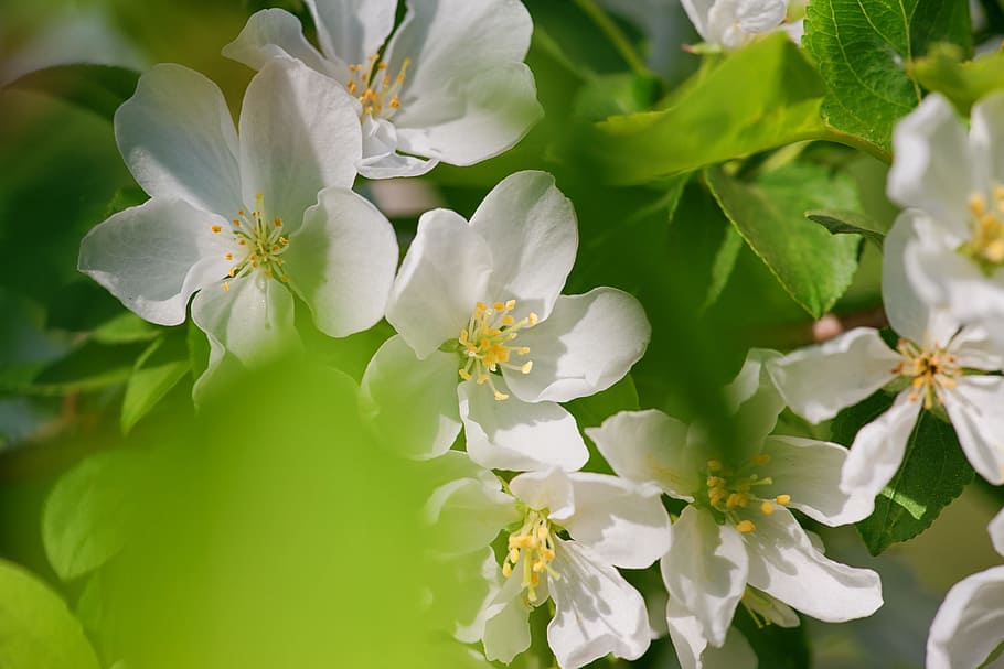branch, bright, bunch, closeup, color, colorful, cultivation HD wallpaper