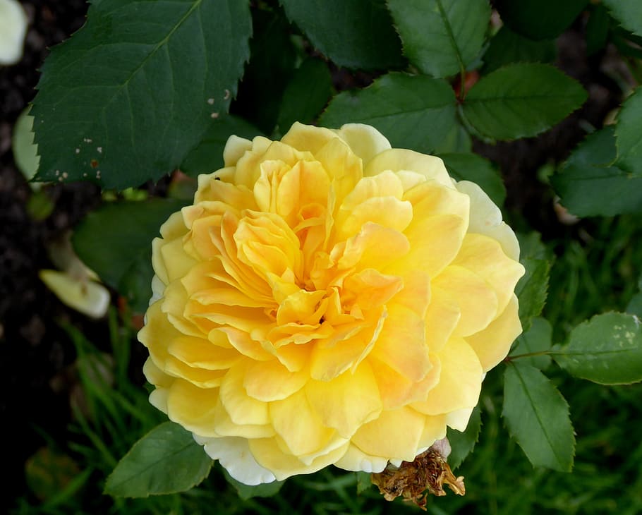 rose, blossom, bloom, rose bloom, flower, flowering plant, petal HD wallpaper