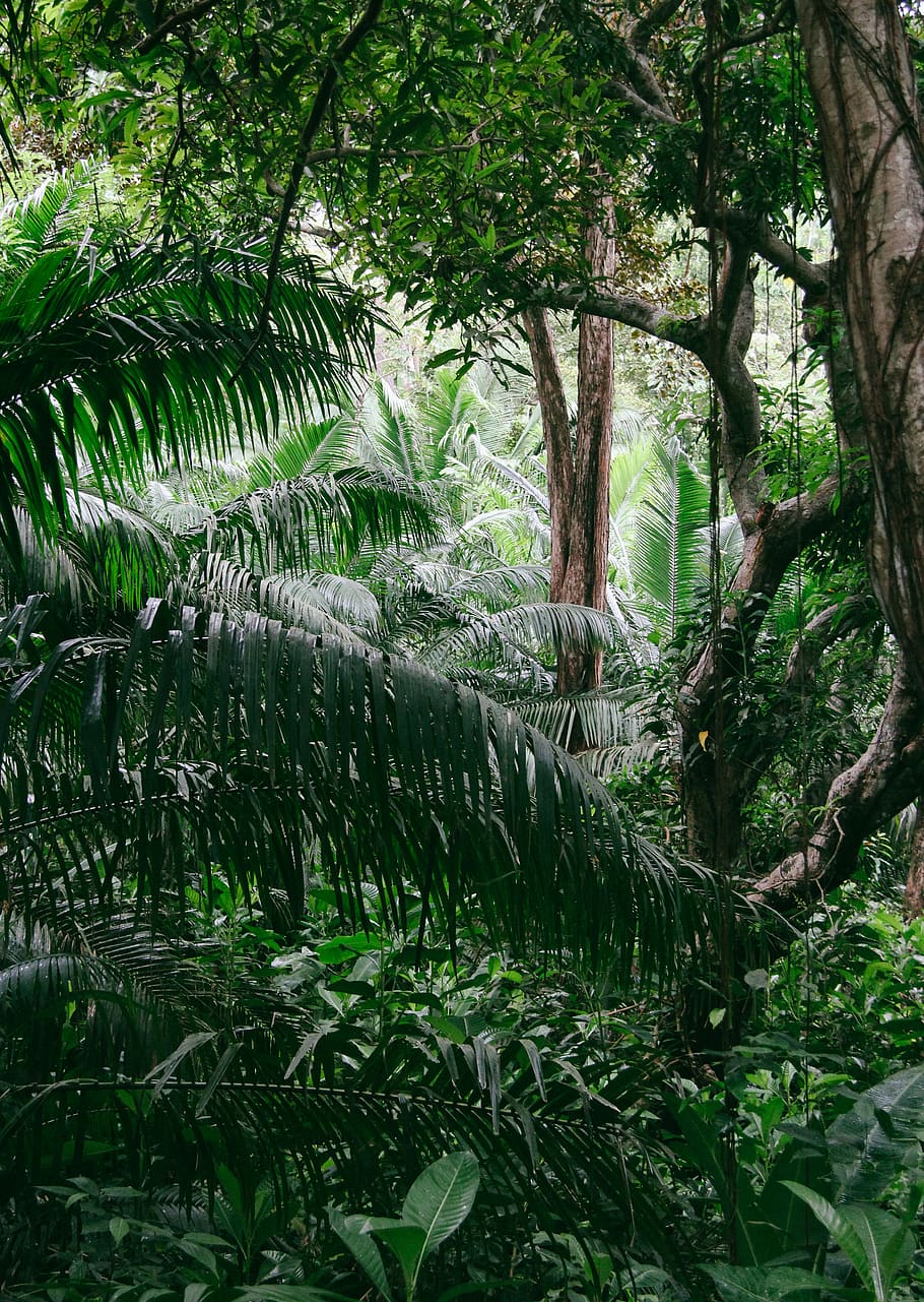 panama, isla grande, forest, foret, green, enjoy, explore, nativagation, HD wallpaper