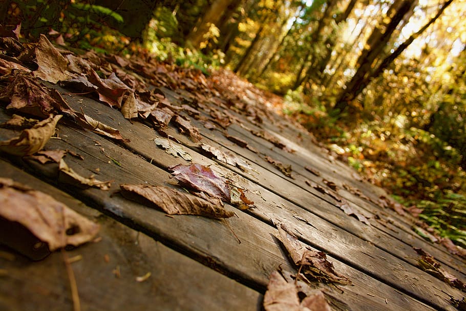 trees, forest, nature, leaves, fall, autumn, path, yellow, wood - material HD wallpaper