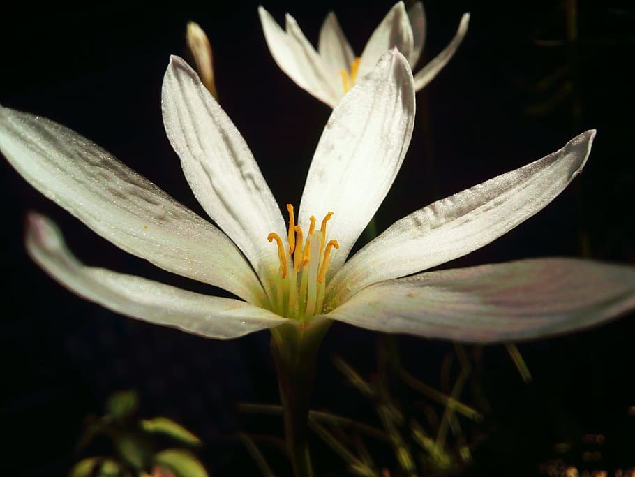 White Petaled Flower, bloom, blossom, close-up, flora, nature HD wallpaper
