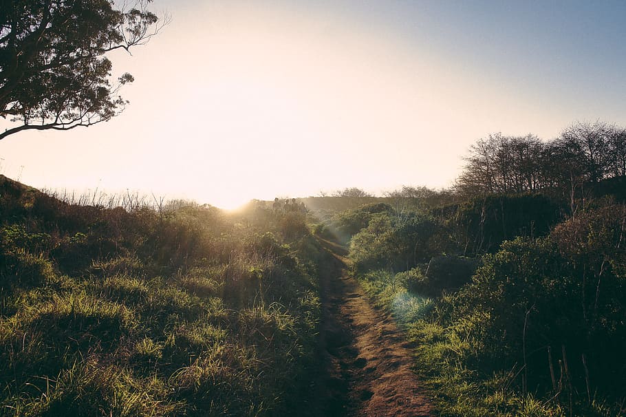 green grass, nature, path, tree, landscape, sun, sunset, sunrise HD wallpaper