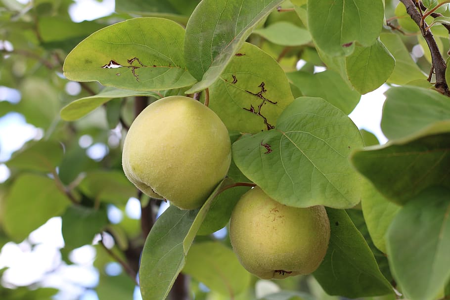 apples, growing, tree, fresh fruit, italy, leaf, plant part, HD wallpaper