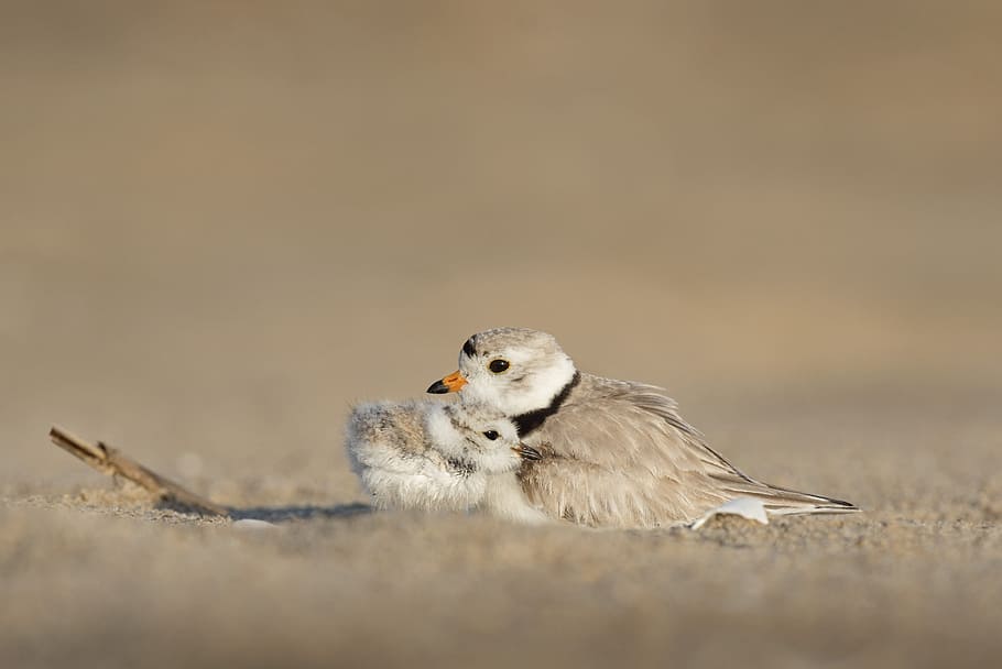 animals, birds, beautiful, gorgeous, feathers, beak, perch HD wallpaper