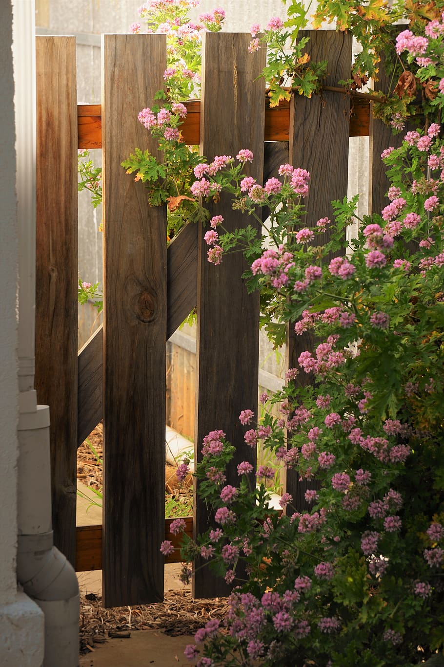 sunset, garaden, flower, flowering plant, nature, growth, architecture HD wallpaper