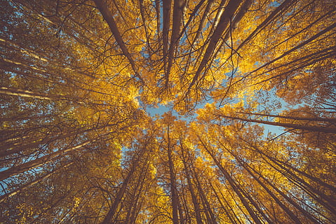 worm's eye view of yellow leafed trees, forest, autumn, looking up HD wallpaper