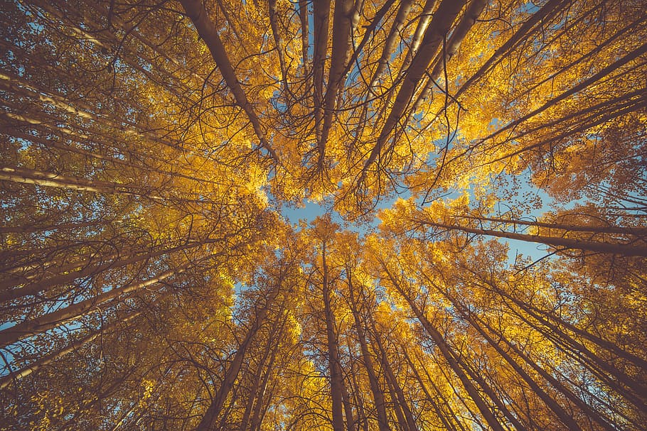 worm's eye view of yellow leafed trees, forest, autumn, looking up HD wallpaper