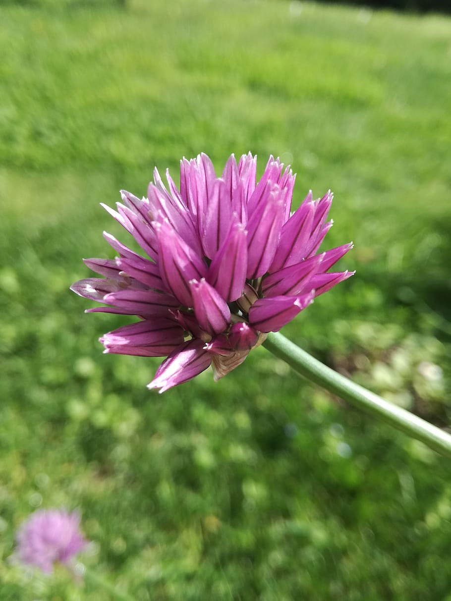 flower, garden, violet, flowering plant, fragility, vulnerability HD wallpaper