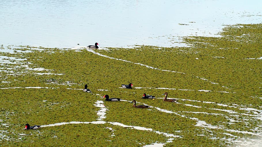 birds, ducks, laguna, group of people, nature, day, real people HD wallpaper