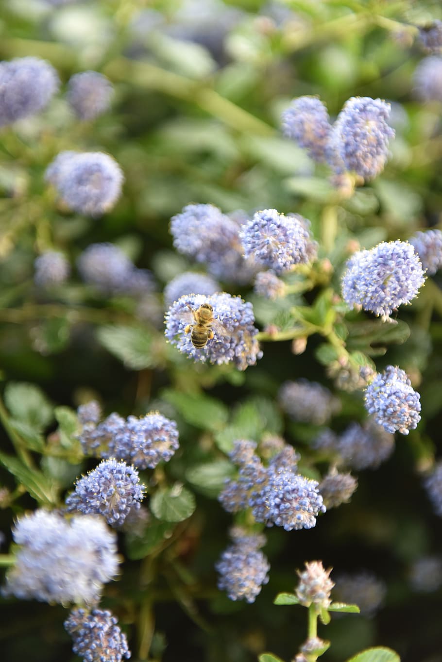 flowers, nature, bee, flora, summer, garden, flowering plant HD wallpaper