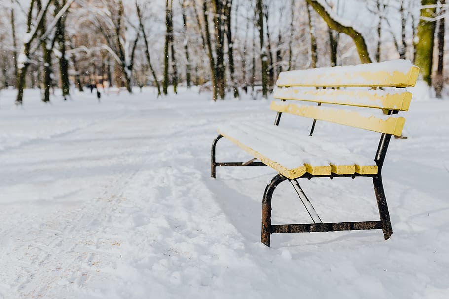 Wintery Park, white, clean, outdoor, trees, cold, snow, snowy HD wallpaper