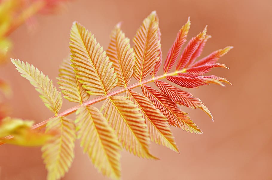 twig, leaf, foliage, vein, pattern, shape, shoot, delicate HD wallpaper